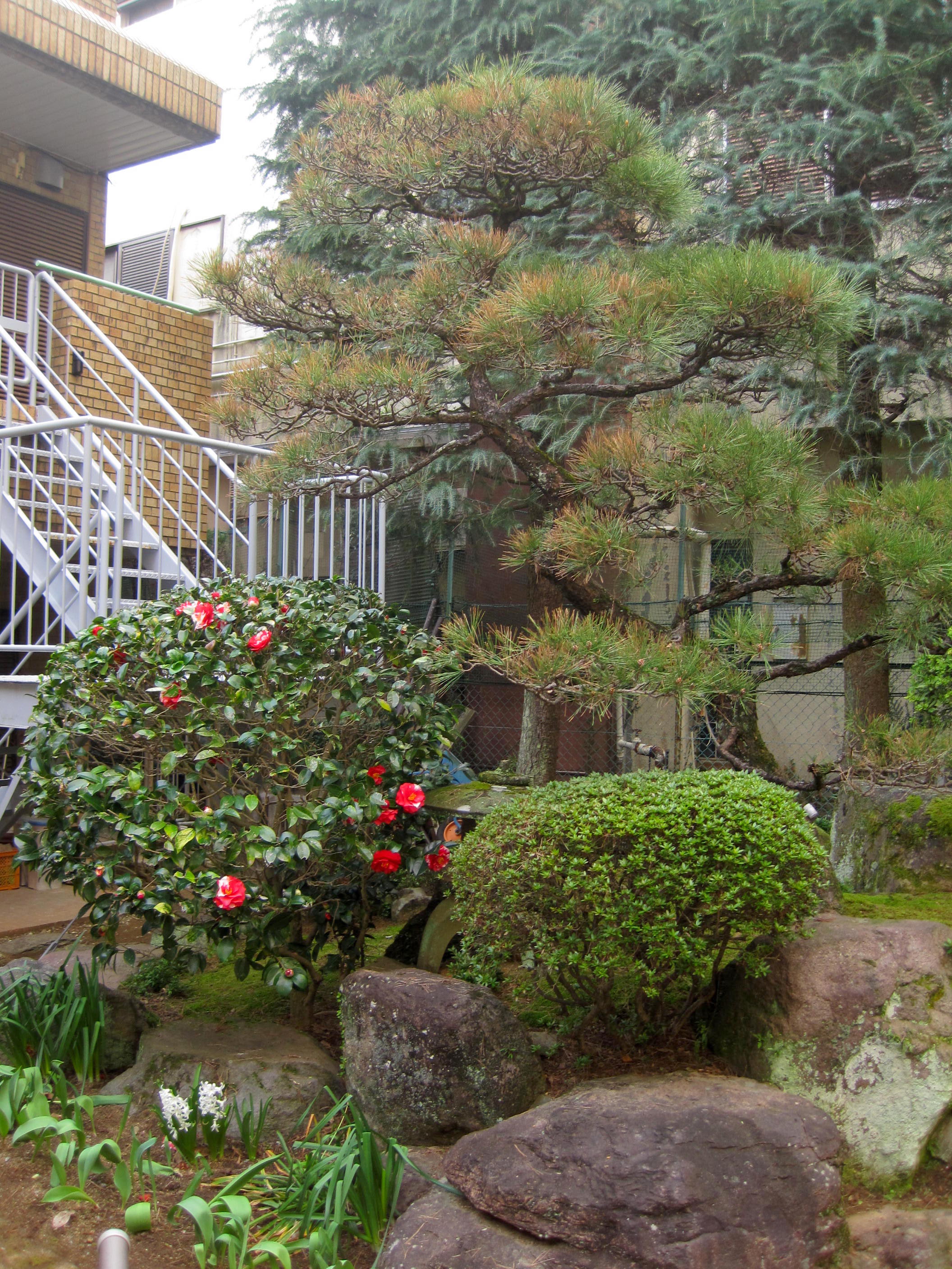 平成28年3月16日桜馬場庭の剪定１
